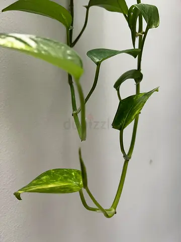 Healthy Long Golden Pothos (Money Plant) – Indoor Hanging Plant 360 cm