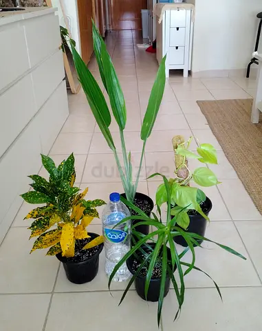 Take all 4 easy to take care indoor plants Final price , last price , best price 80 dhs only