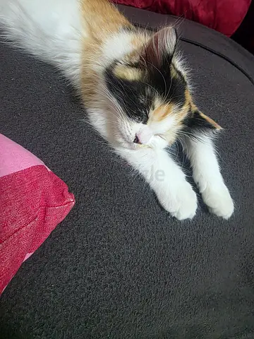 female cat 4 month she is very friendly