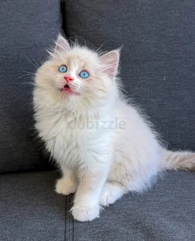 Pure Ragdoll Kittens