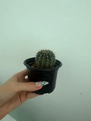Small Potted Round Cactus