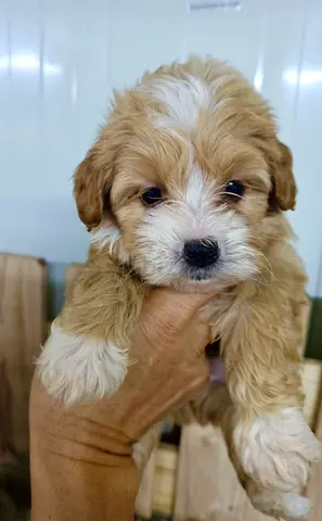Cute small puppy — friendly, healthy, ready for a home