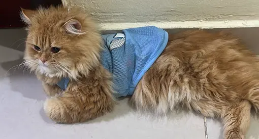 Cat free adoption