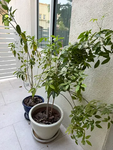 Medium outdoor potted tree with pots - healthy green foliage