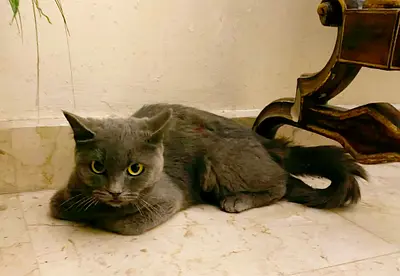 Lovely British short hair breed Female cat, 8 month old, spayed and vaccinated