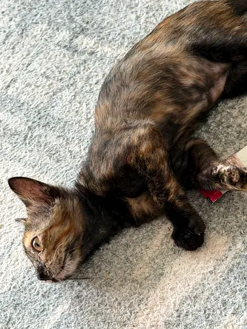 Kitten for Adoption