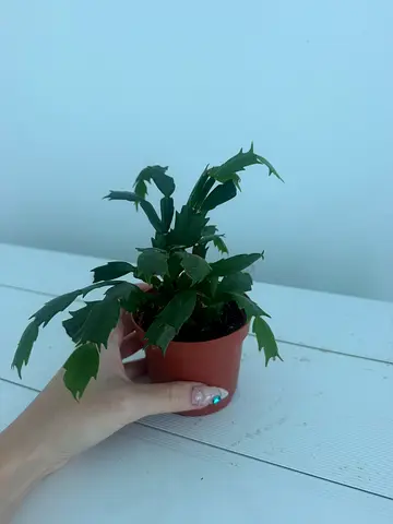 Christmas Cactus Potted Plant
