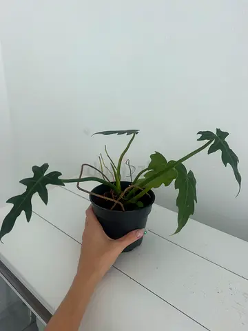 Philodendron Mayoi Potted Indoor Plant