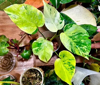 Monstera Light Lime. Aed750/-. Pickup near financial center metro. Delivery can be arranged #UAEPla