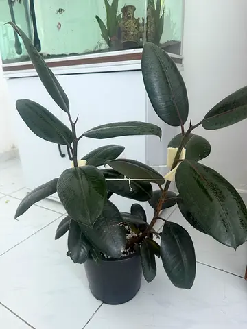 Healthy Potted Ficus Elastica Rubber Plant