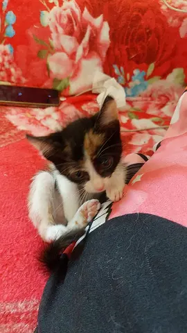 Young female kitten looking for a loving home