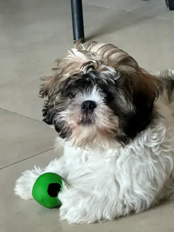 Hippo Friendly Shih Tzu puppy available