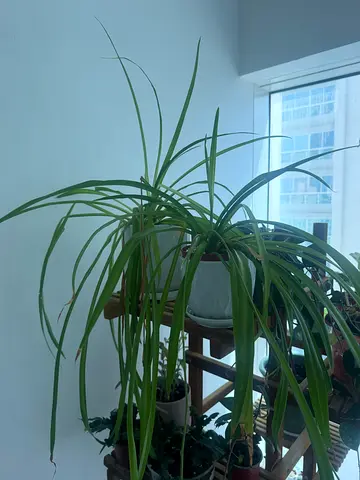 Indoor Halophyte Plant in White Ceramic Pot