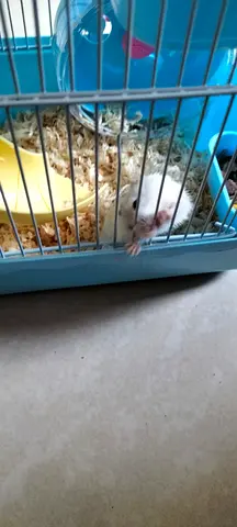 Hamster