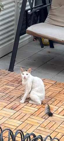 Cat for free adoption beautiful calico