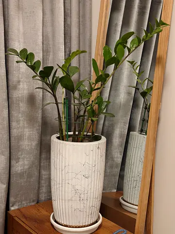 ZZ Plant in Ceramic tall planter pot with saucer — white marble effect