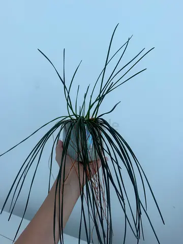 Zephyrlily Plant potted in a ceramic pot