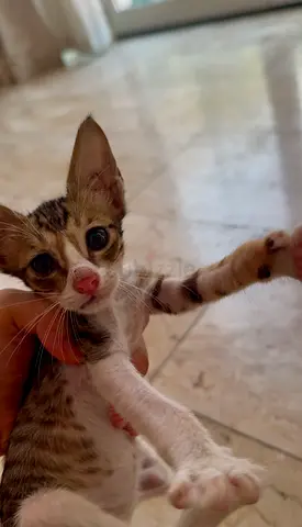 Cute 2-month-old male kitten looking for a home