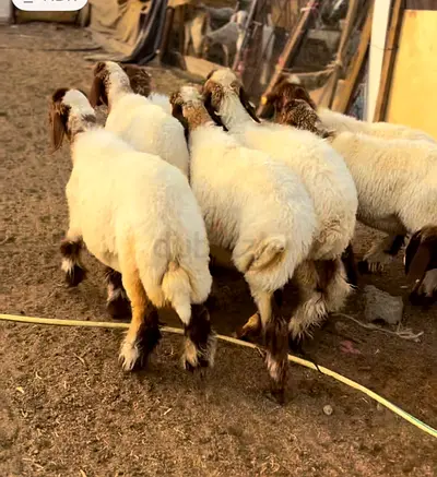 Healthy Fat-Tailed Sheep - Group Available (UAE)
