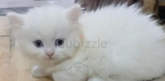 Pure Persian Kittens