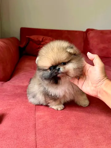 Pomeranian Puppy — Healthy, Friendly, Ready for Home