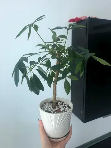 Healthy Indoor Schefflera Plant in White Ceramic Pot