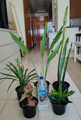 Take all 5 easy to take care indoor plants Final price , last price , best price 80 dhs only
