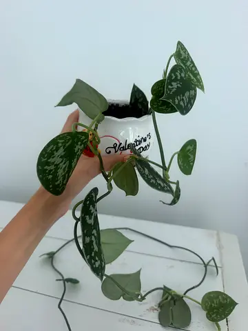 Scindapsus plant in Ceramic Pot