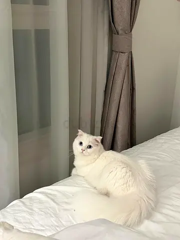 Turkish Angora cats for free