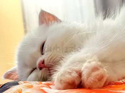 Persian Kittens