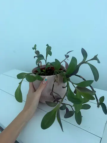 Tradescantia Indoor Potted Plant