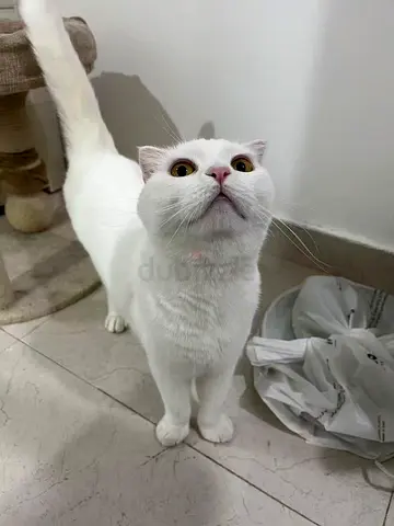 🐱 Loving Home Needed for Two Scottish Fold Cats