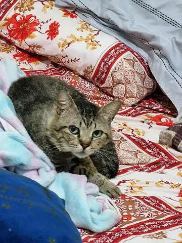 For Adoption Cat