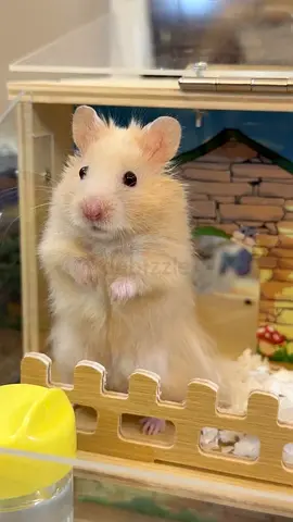 Syrian hamster