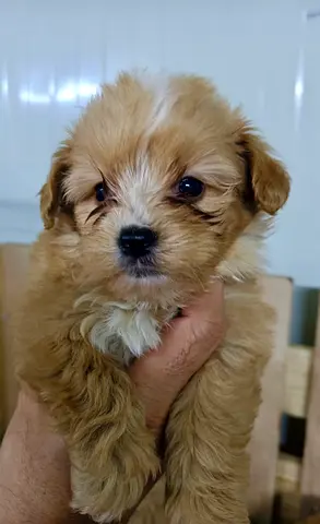 Cute small puppy — friendly, healthy, ready for a home