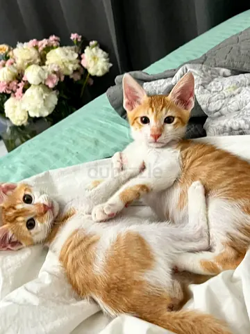 Pair of friendly orange white kittens available for adoption. 2.5 months old.