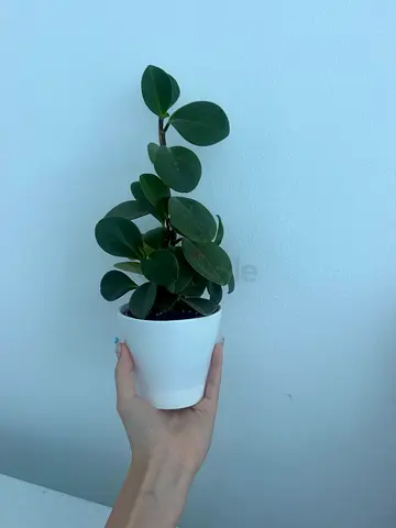 Peperomia Plant in White Pot