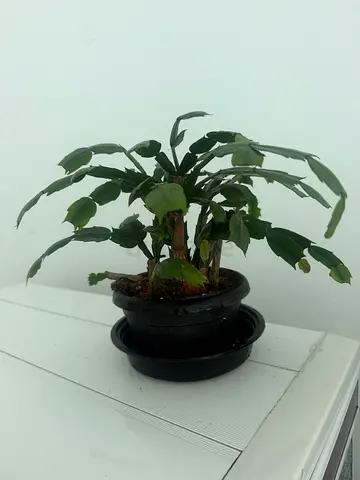 Schlumbergera Potted Indoor Plant