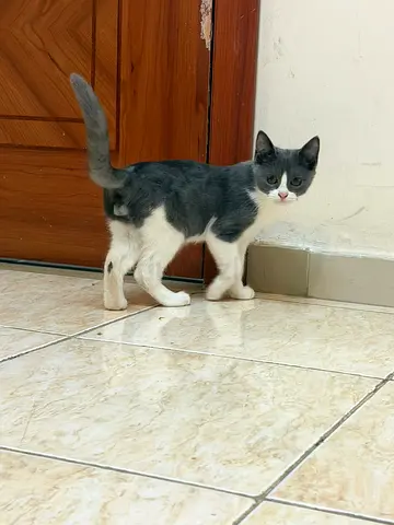 Young grey and white brown balck cat - friendly, ready for free adoption free