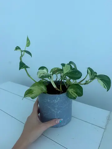 Scindapsus Indoor Plant in Grey Marble Pot
