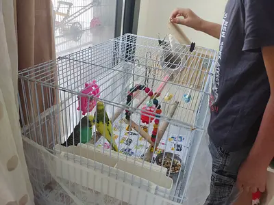 Breeder Budgies Pair with Large Cage and Toys