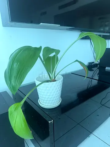 Indoor Green Plant in White Ceramic Textured Pot