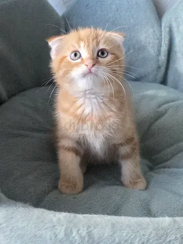 Scottish fold