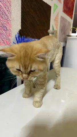 Young golden persian male cat - friendly, looking for new home