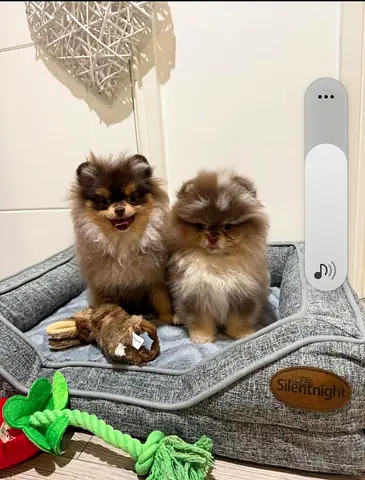Tea Cup Pomeranian puppies available