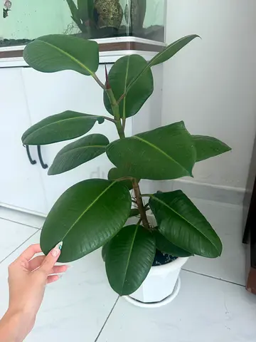 Healthy Indoor Rubber Plant in White Pot