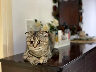2-year-old female Scottish Fold cat - spayed, litter trained
