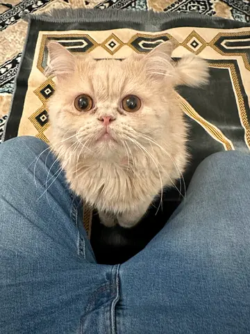 Persian Cat 🐈