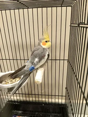Male cocktail healthy and active with cage