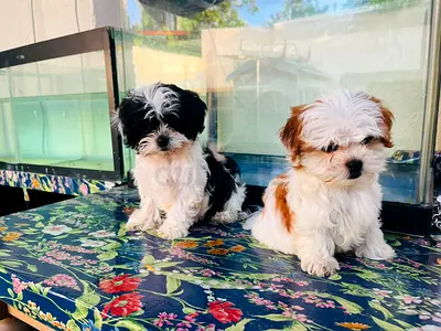 Shih Tzu puppy - black  white, friendly are ready for new home
